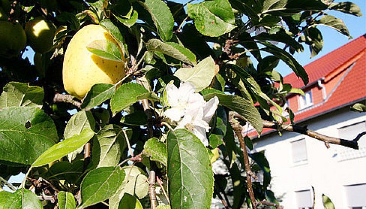 Baum trägt
Früchte und Blüten - © Salzuflen