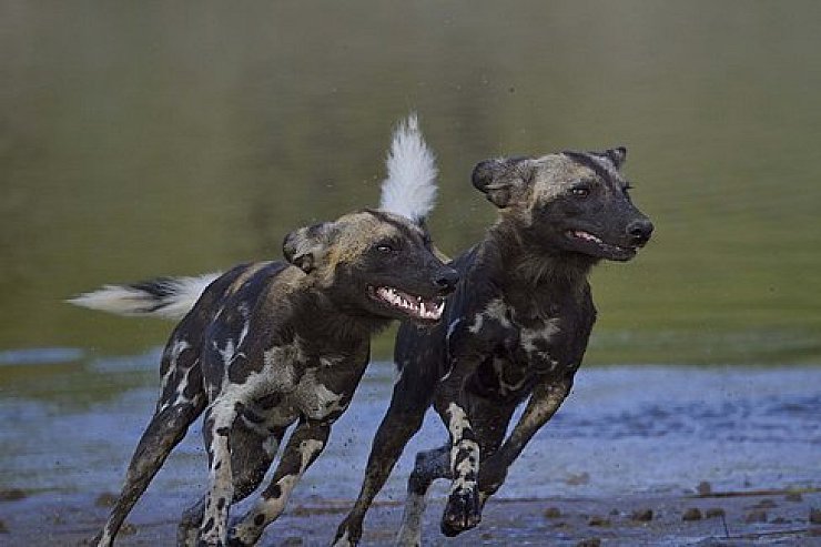 Afrikas Tierwelt - © Detmold