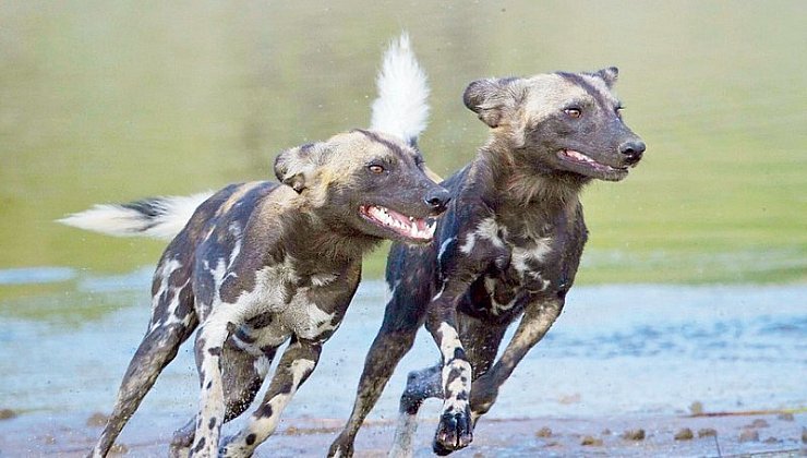Sehen aus wie Hyänen, sind es aber nicht: Der Detmolder Uwe Skrzypczak hat vor Kurzem diese afrikanischen Wildhunde fotografiert. "Sie wurden seit 20 Jahren nicht mehr im Serengeti-Nationalpark gesehen", berichtet der Fotograf auf seiner Homepage www.serengeti-wildlife.com - © Fotos: privat