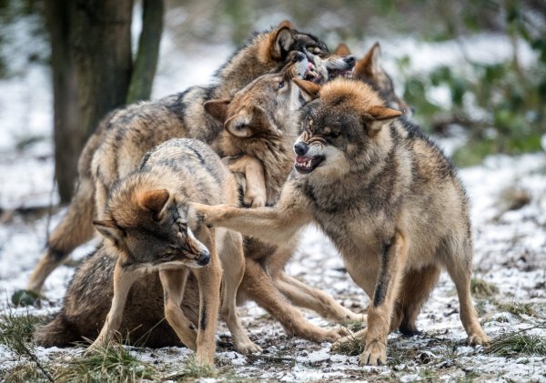 Meist im Rudel anzutreffen: Wolfsfamilien wie diese in Mecklenburg-Vorpommern könnte es bald auch in NRW geben. - © dpa