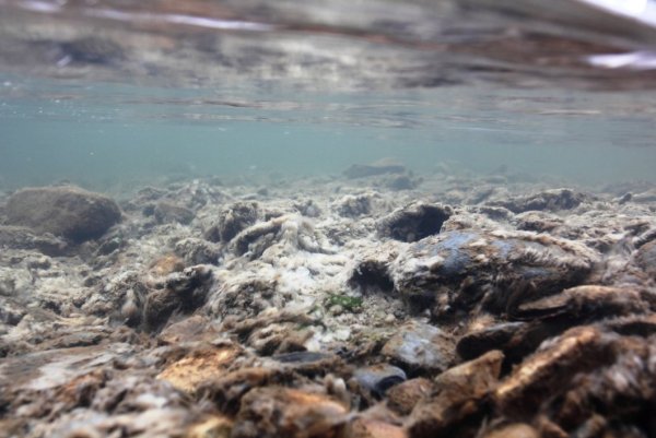 Erstickt: Die vom Naturfilmer Ulrich Haufe gemachten Unterwasseraufnahmen zeigen, wie die sich infolge der Überdüngung vermehrenden Abwasserpilze die natürliche Flora und Fauna des Fließgewässers zerstören. - © Ulrich Haufe