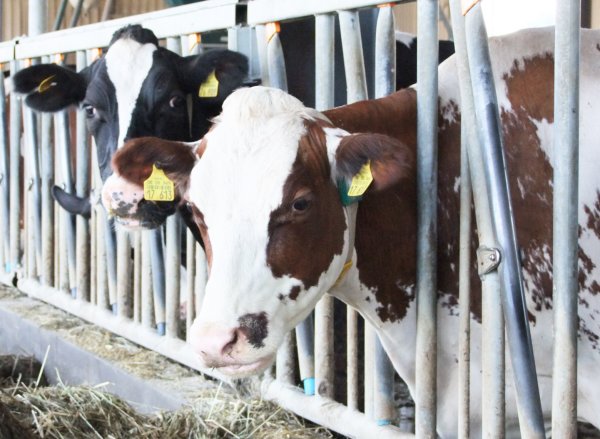 100 Kühe besitzt Cord-Friedrich Delker in Brake: Die geben zwar ordentlich Milch, aber der Landwirt macht trotzdem je Liter rund 13 Cent Verlust. - © Axel Bürger