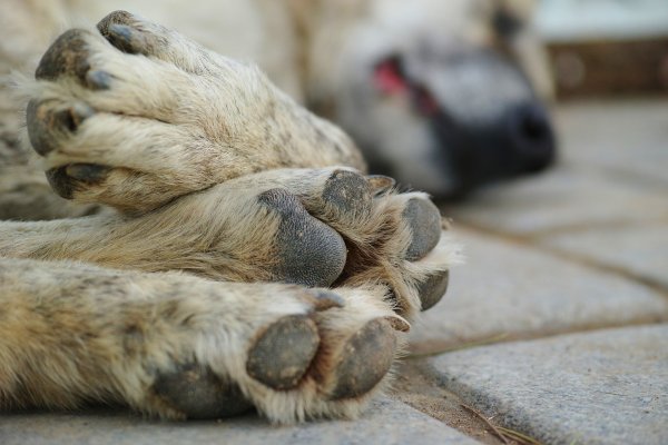 Ein Salzufler soll einen Hund mit dem Auto zu Tode geschleift haben. - © Symbolbild: Pixabay