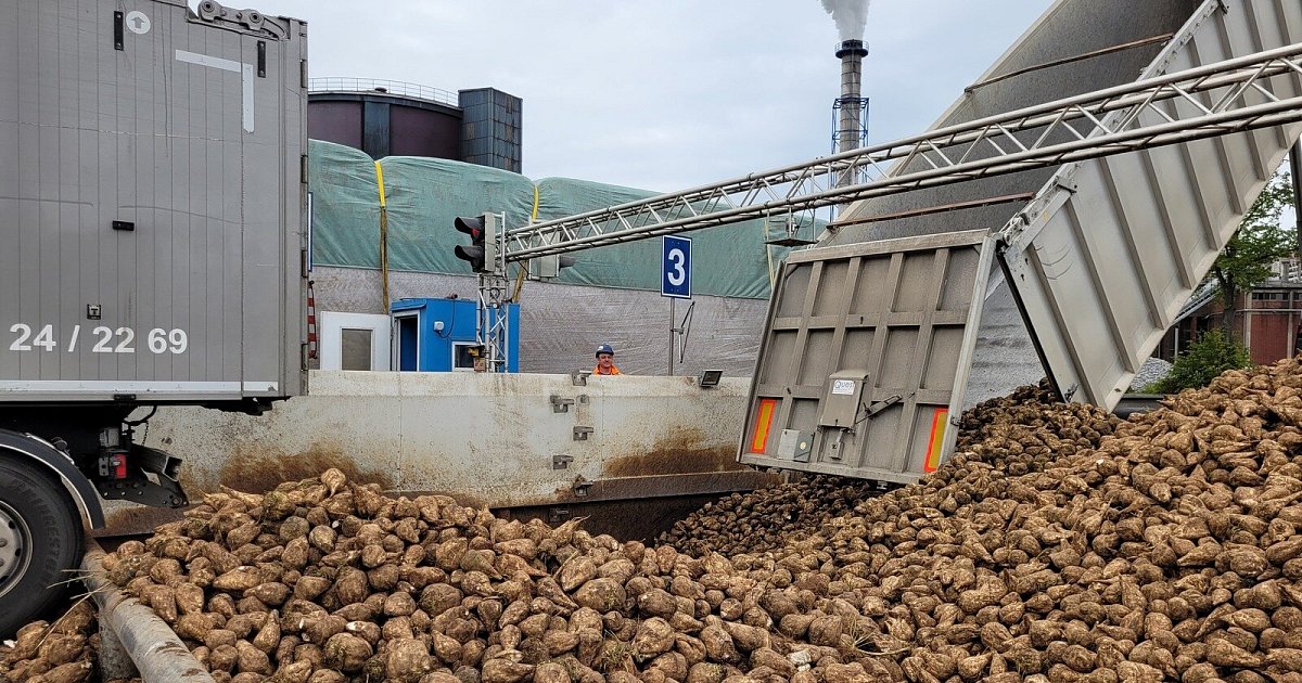 Energiekrise Die Zuckerfabrik Lage startet früher mit der Produktion