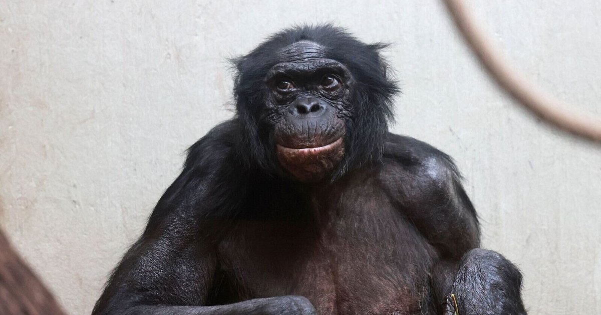 Hochbetagter-Bonobo-im-Wuppertaler-Zoo-eingeschl-fert
