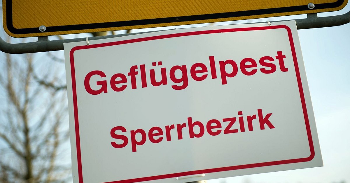 Kreisweite-Stallpflicht-wegen-Gefl-gelpest-in-Wesel