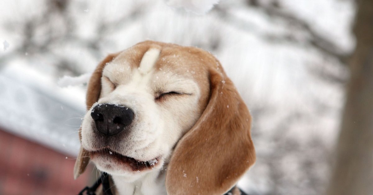 Erster-Winter-Tipps-f-r-frischgebackene-Hundehalter