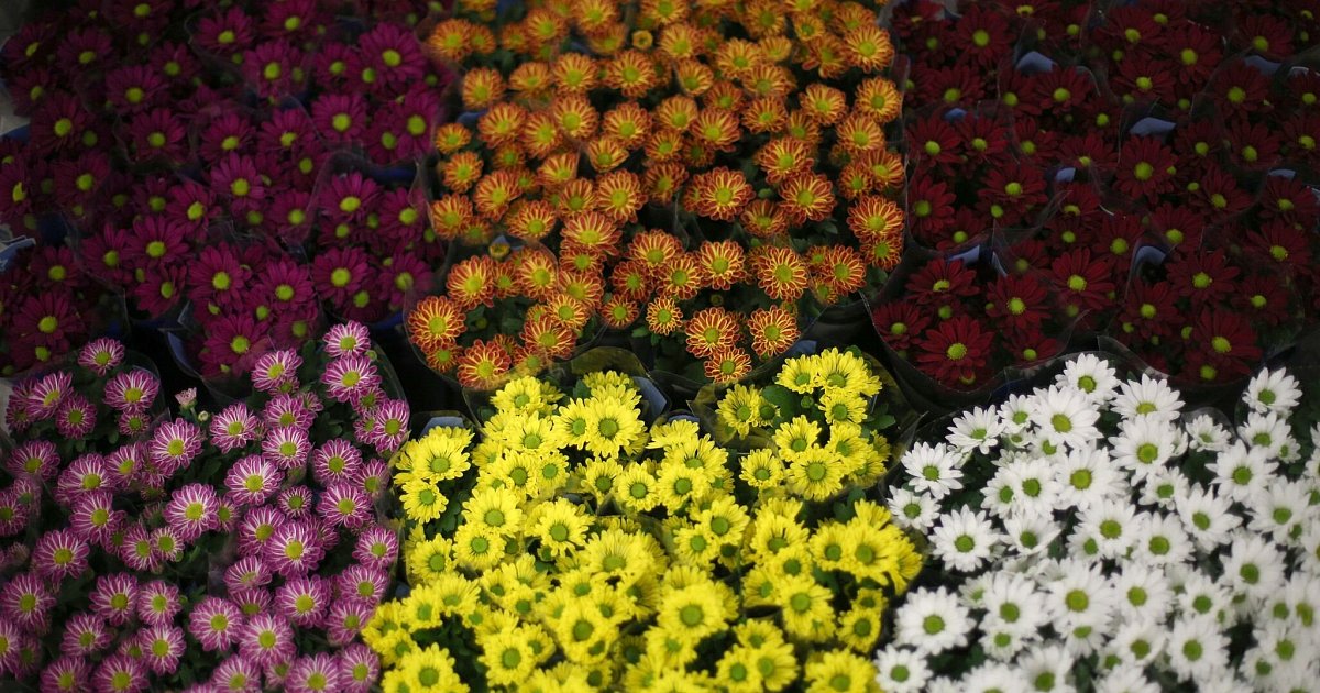 Sechs-Tipps-f-r-Chrysanthemen-im-Garten-und-in-der-Vase