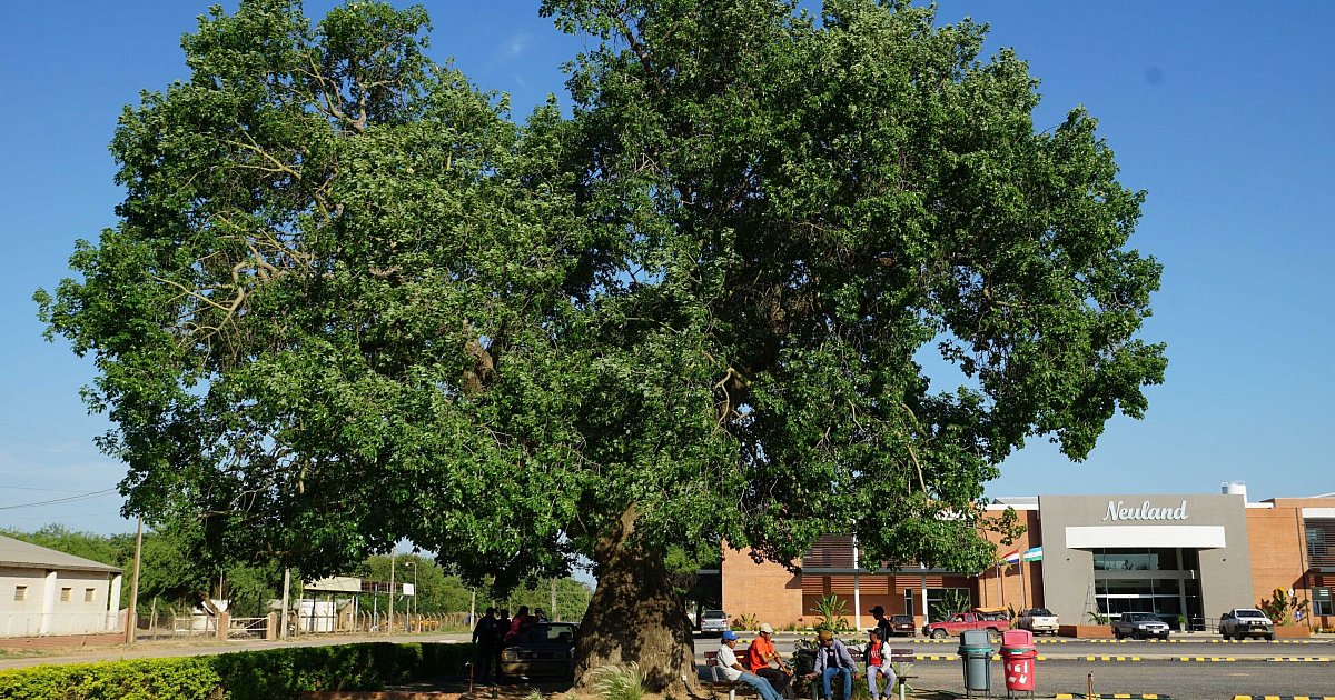 Ein-neues-Leben-in-Paraguay