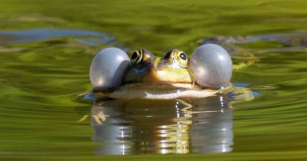 Froschschenkel-Weltartenkonferenz-stellt-Tiere-unter-Schutz