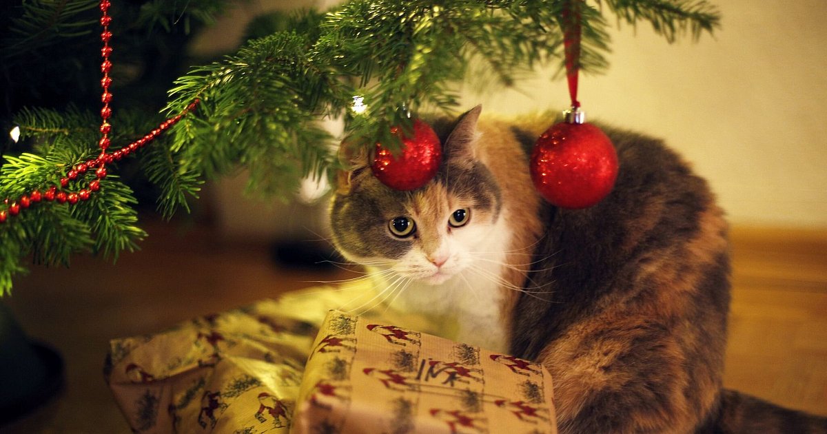 Lametta-Kerzen-S-es-Advent-birgt-Risiken-f-r-Tiere