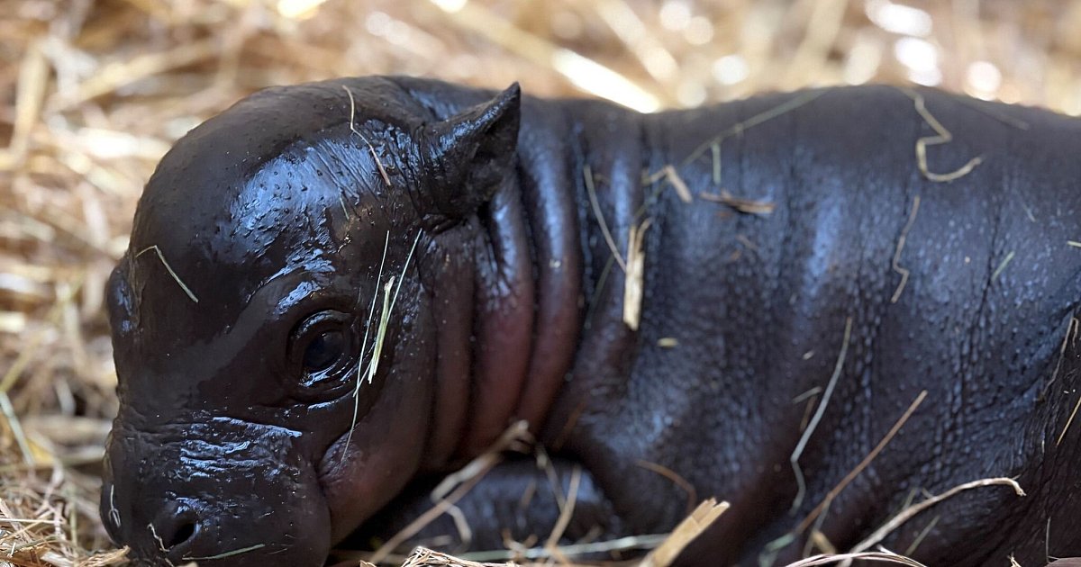 Bedrohte-Art-Kleines-Flusspferd-in-Duisburg-geboren