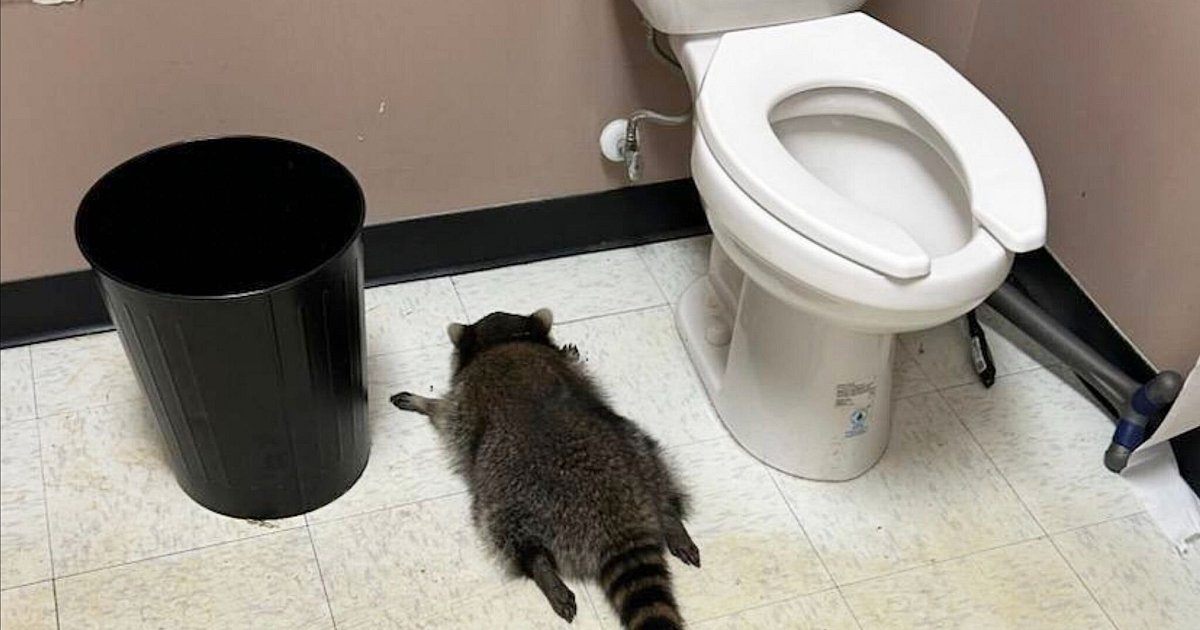 Tiersch-tzer-Waschb-r-betrinkt-sich-bei-Einbruch-in-US-Shop