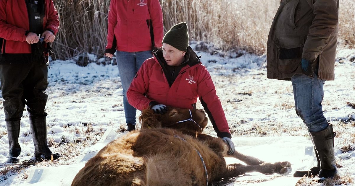 Entflohene-Kuh-nach-Monaten-mit-Bet-ubungspfeil-gefangen