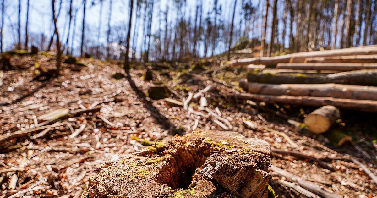 EU-Einigung-auf-schw-cheres-Waldschutzgesetz