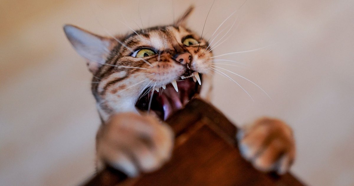 Vorsicht-Infektion-Worauf-es-nach-Tierbissen-ankommt