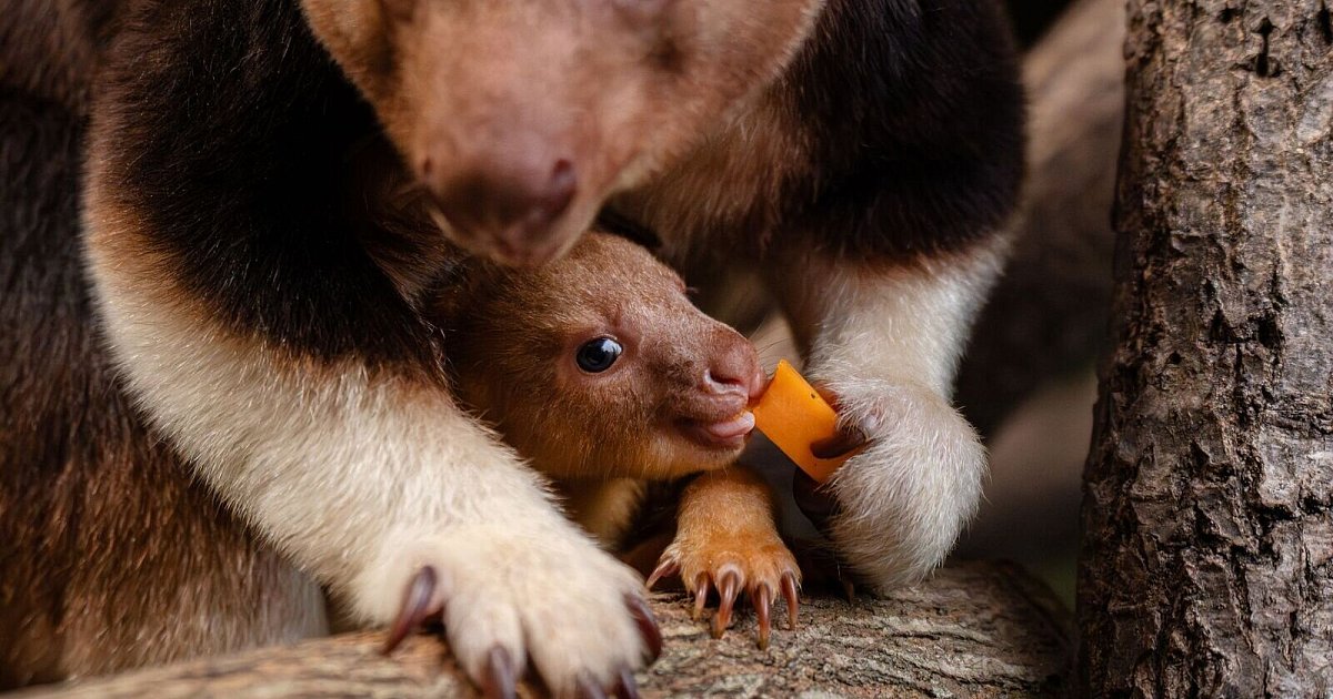Seltenes-Baumk-nguru-Baby-begeistert-in-englischem-Zoo