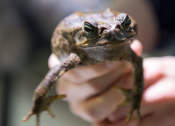 Sie sollte Schädlinge bekämpfen - jetzt wird sie selbst gejagt: Die Aga-Kröte ist in Australien eine Bedrohung für die einheimischen Tiere. - © picture alliance / Monika Skolimowska/dpa