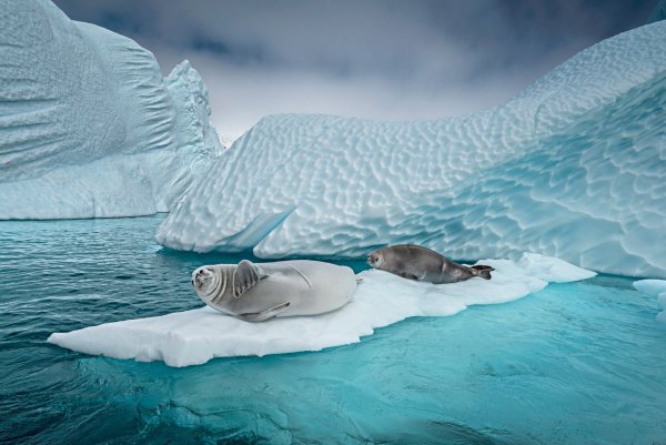 Forschern zufolge ist der Vogelgrippe-Erreger bei See-Elefanten und Seebären festgestellt worden. - © Cristina Mittermeier/-/dpa