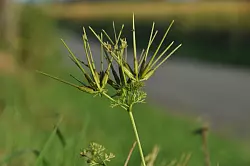 Verschwunden: Den Venuskamm gibt es in OWL nicht mehr. - &copy; Biologische Station Lippe/F&uuml;ller