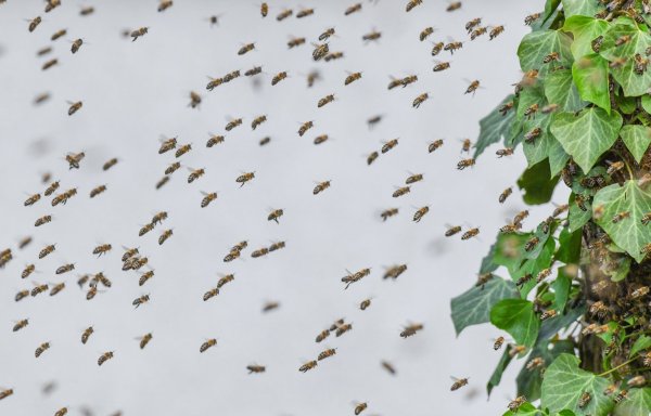 Bienen - © Foto: Patrick Pleul