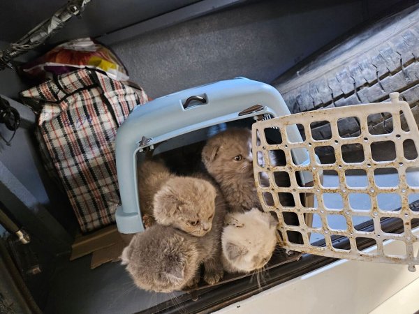 Bundespolizisten fanden Katzenbabys dicht gedrängt in Transportboxen im Kofferraum eines Reisebusses. - © -/Bundespolizei/dpa
