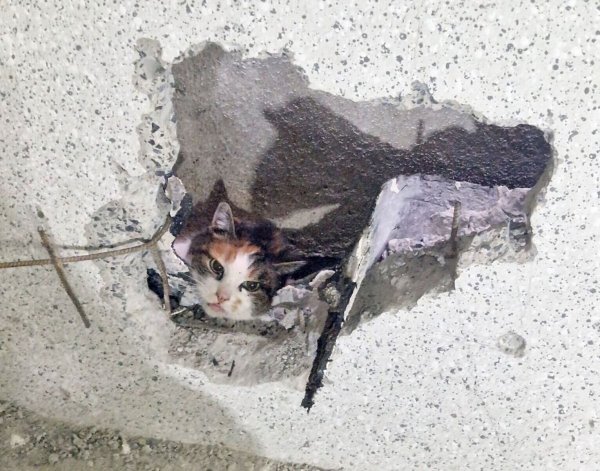 Eine Katze schaut aus einem in eine Garagenwand gebohrten Loch. - © Feuerwehr Moers/dpa