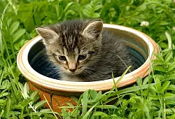 Tiere waren in einem Weidenk&ouml;rbchen ausgesetzt worden. - &copy; SYMBOLFOTO: DPA