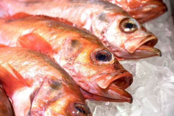 Damit Rotbarsch als empfehlenswert gilt und aus nachhaltigem Fischfang kommt, muss man genau auf das Fanggebiet und die Fangmethode achten. - © Robert Günther/dpa-tmn