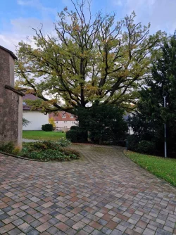 Der Schein tr&uuml;gt: Die Traubeneiche auf dem Kirchplatz in Extertal ist krank und nicht mehr standsicher. - &copy; Evangelisch refomierte Kirchengemeinde B&ouml;singfeld