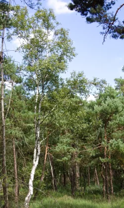 Die Moorbirke in ihrem nat&uuml;rlichen Lebensraum im Hiddeser Bent. - &copy; Landesverband Lippe