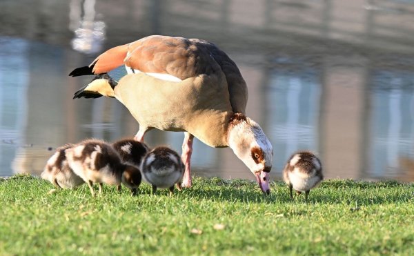Die Nilgans frisst überwiegend Pflanzen - aber Pommes scheint sie auch zu lieben. (Archivbild) - © Bernd Weißbrod/dpa