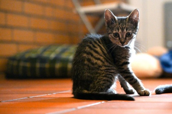 Viele Tierheime sind wieder so voll, dass sie keine Hunde und Katzen mehr aufnehmen können (Foto-Archiv). - © Federico Gambarini/dpa