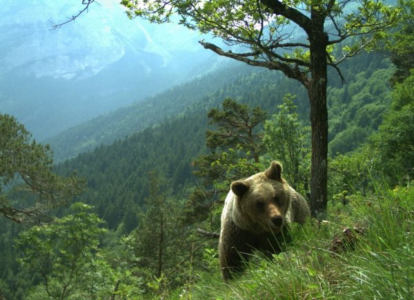 Vor drei Wochen ging eine Bärin im Trentino auf einen französischen Touristen los. Jetzt wurde sie erschossen. (Symbolfoto) - © Matteo Zeni/Servizio Faunistico/dpa