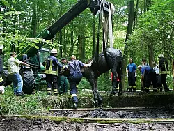 Die Warmblutstute Natascha wurde nach zwei Stunden schlie&szlig;lich aus dem Schlamm gezogen. - &copy; FOTO: DAVID SCHELLENBERG