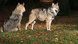 W&ouml;lfe auf dem Weg nach OWL - &copy; OWL