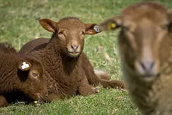 - &copy; SYMBOLFOTO: DPA