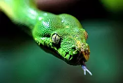 Der Gr&uuml;ne Baumpython ist eine der gro&szlig;en W&uuml;rgeschlangen. Nur Experten sollten sie halten. - &copy; FOTO: DPA