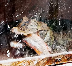 Dieses fischfressende Reptil lebt in einer Harsewinkeler Wohnung. - &copy; FOTO: CHRISTIAN MATHIESEN