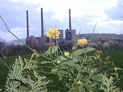 Dem Gemeinschaftskraftwerk Veltheim droht ein vorzeitiges Aus. - &copy; Foto: Lyrath