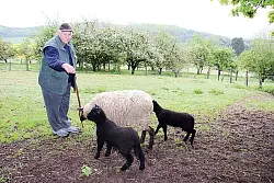 Muttertier mit schwarzen Schafen: August Wiemann erfreut sich an den wolligen "Rasenm&auml;hern" auf seinem Grundst&uuml;ck in H&ouml;rste. Das bisschen Mist, das sie produzieren, st&ouml;re doch niemanden, ist seine Meinung. Er kann die Reaktion des Kreises Lippe nicht nachvollziehen.