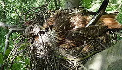 Tote Rotmilane

in Lage gefunden - &copy; Lage