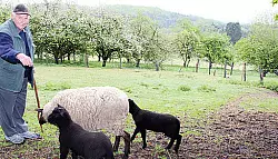 Schafe machen 

zu viel Mist - &copy; Lage