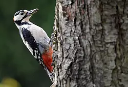 Zu wenig Altholz f&uuml;r Buntspechte - &copy; FOTO: DPA
