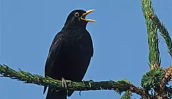 Amselsterben in Lippe - &copy; NABU Lippe/Frank Hecker