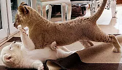 Besuch in der L&ouml;wen-WG - &copy; STUKENBROCK