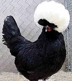 Z&uuml;chter f&uuml;rchten Verbote f&uuml;r solche Rassen.