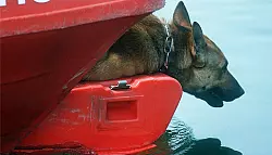 Wasserspürhunde schlagen an - © Lügde