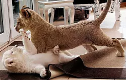 Der wei&szlig;e Jungl&ouml;we Balou und seine braune Artgenossin Sanya sorgen daf&uuml;r, dass immer Leben in der Bude ist. - &copy; FOTO: PATRICK MENZEL