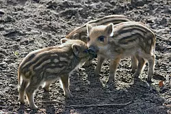 Frischlinge sind derzeit in den W&auml;ldern unterwegs. - &copy; Pixabay